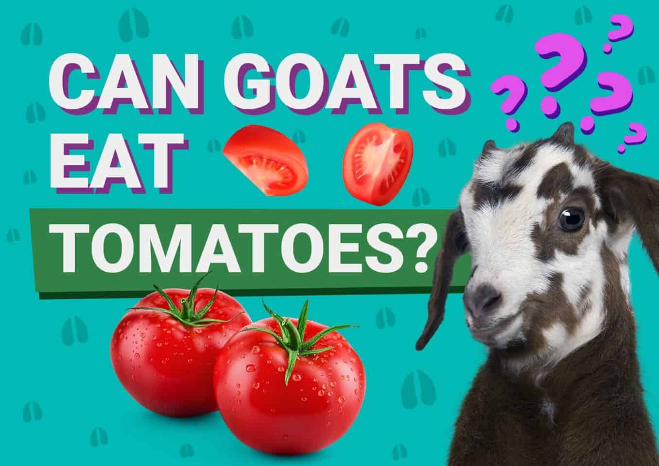 PetKeen_Can Goats Eat_tomatoes