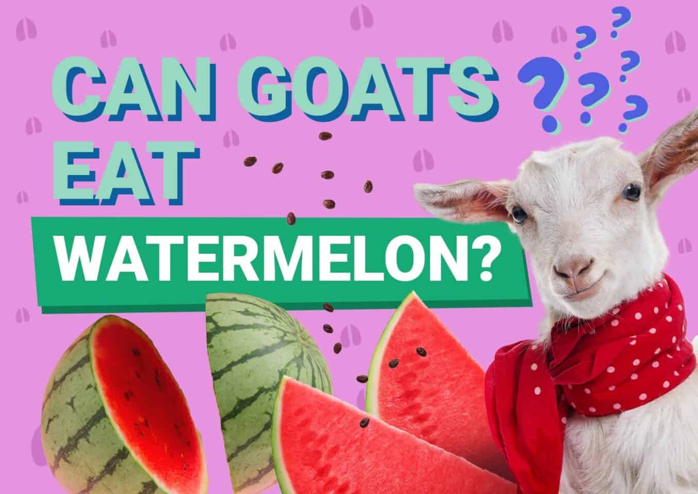 PetKeen_Can Goats Eat_watermelon