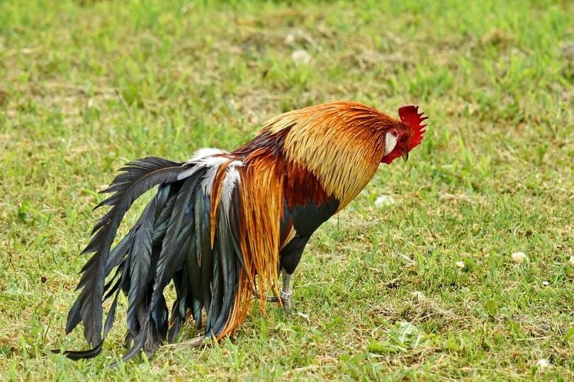 Phoenix rooster foraging in the grass