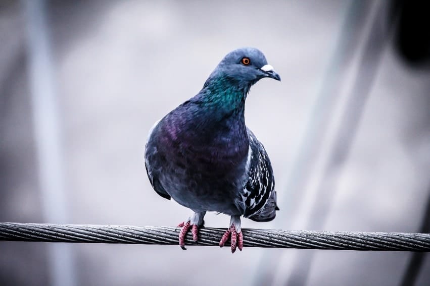 Pigeon on wire