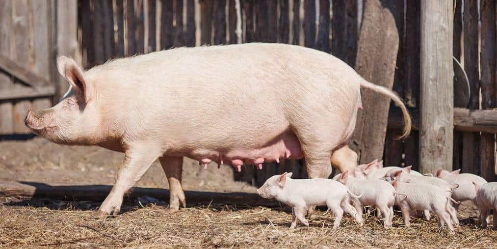 Piglets Can a Sow