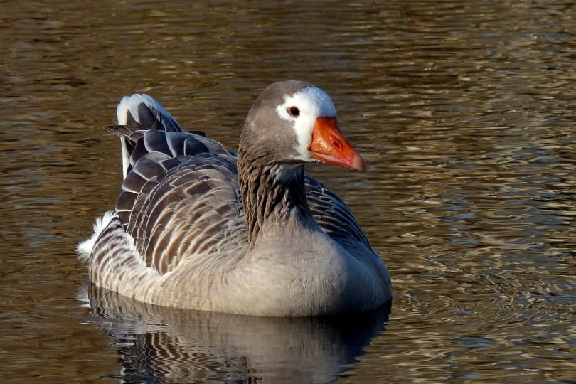Pilgrim goose swimming in still water