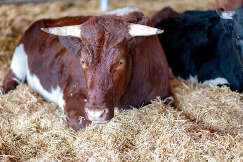 Pinzgauer cow lying in hay