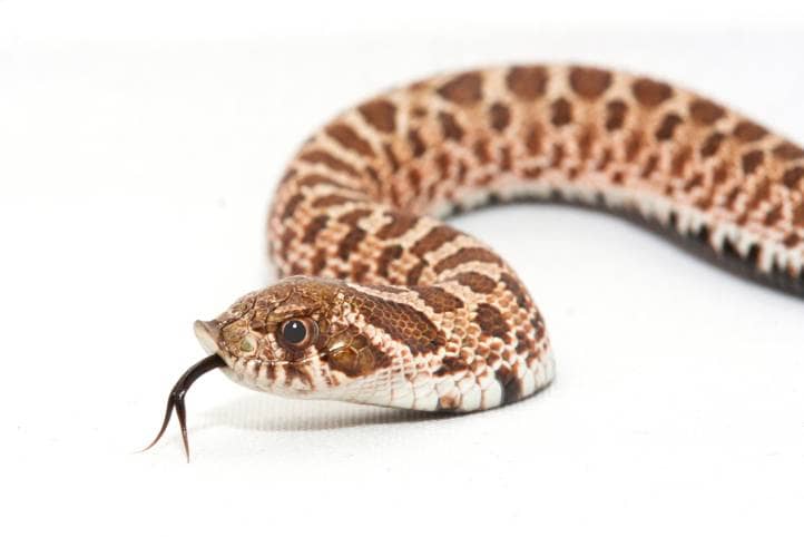 Plains Hog-nosed Snake side view_Talllly_Shutterstock