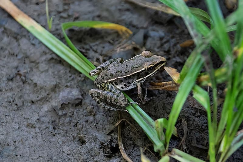 Plains leopard frog