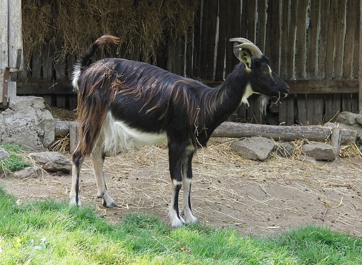 Poitou goat