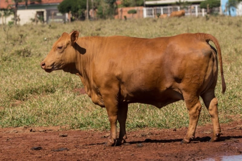 Portrait of a Caracu cow