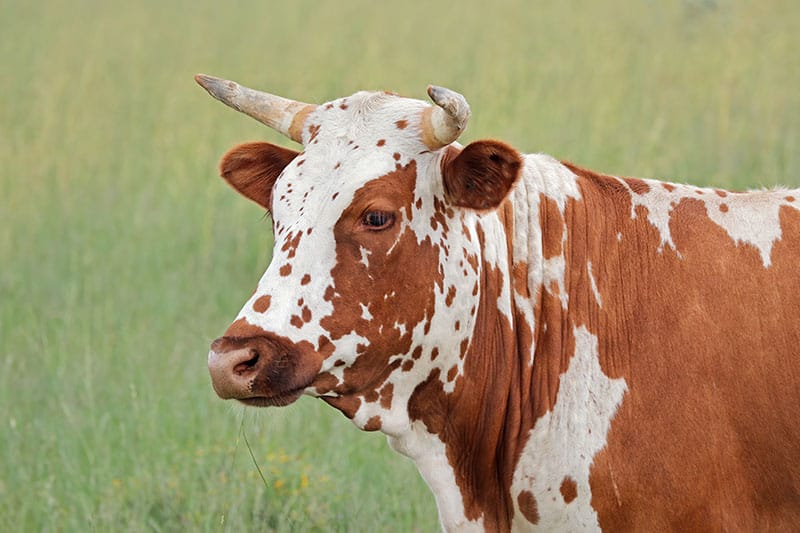 Portrait of a Nguni cow
