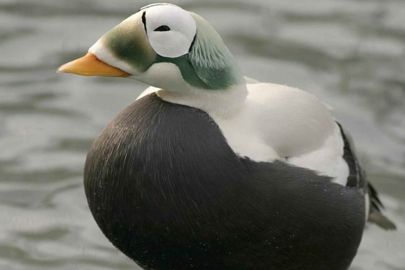 Portrait of a spectacled Eider duck