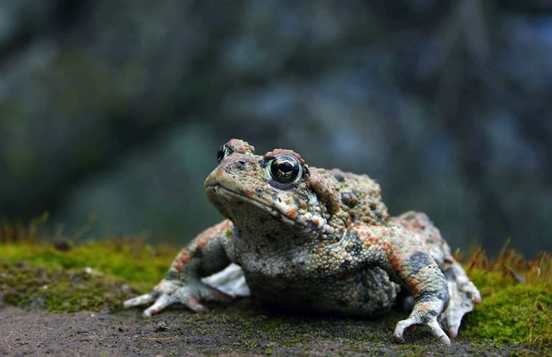 Portrait of a western toad