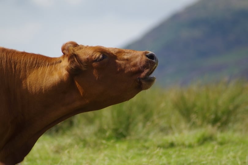 Portrait of brown cow mooing