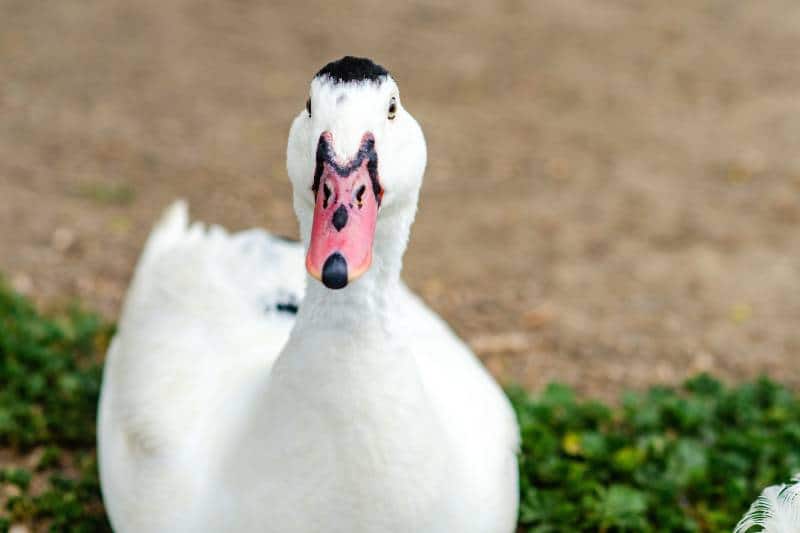 Portrait of white Mulard duck