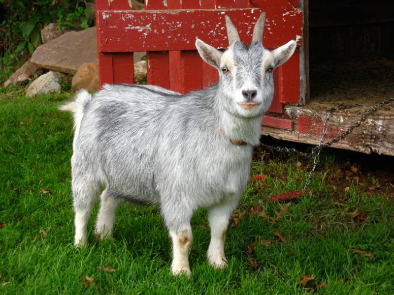 Pygmy Goat standing on the grass