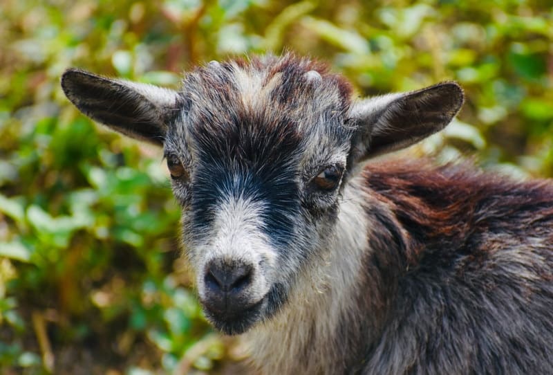 Pygmy goat close up shot