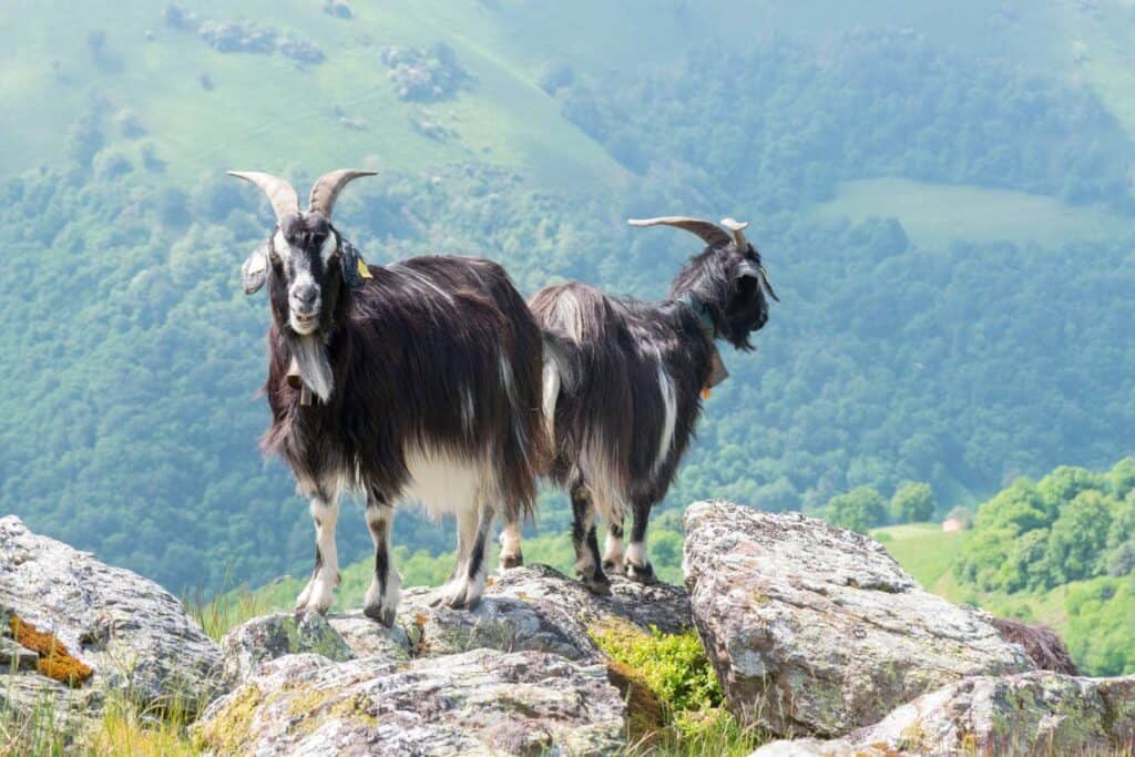 Pyrenean Goat