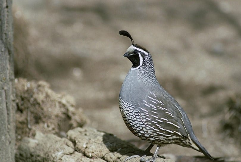 Quail Bird Closeup