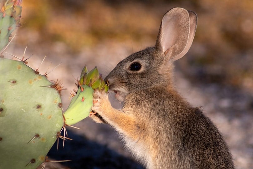 Rabbit Eating Cactus