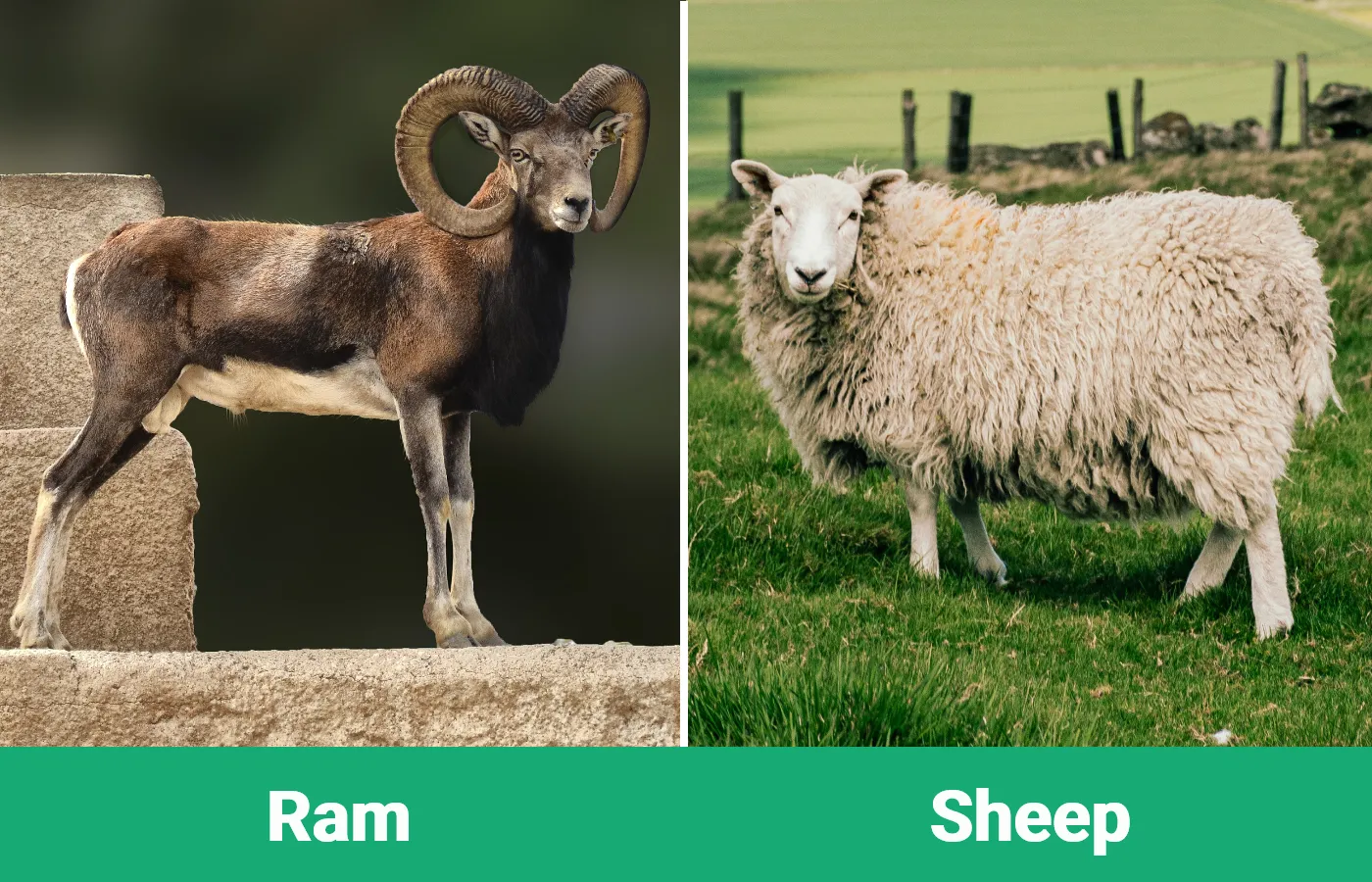 Ram vs Sheep - Visual Differences
