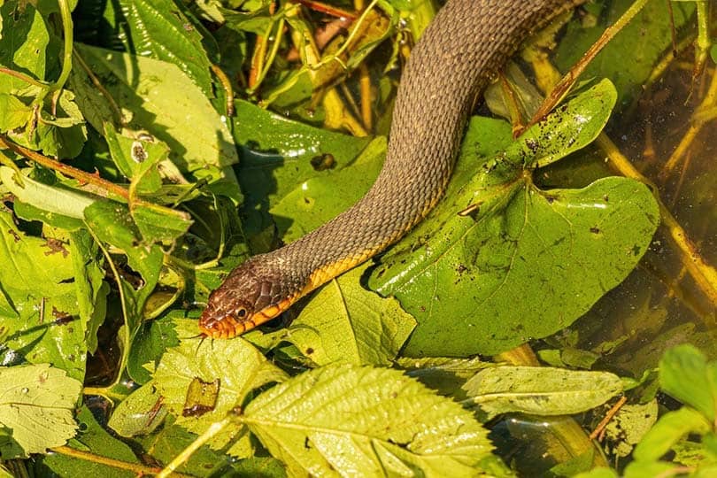 Red-Bellied Water Snake on water with leaves