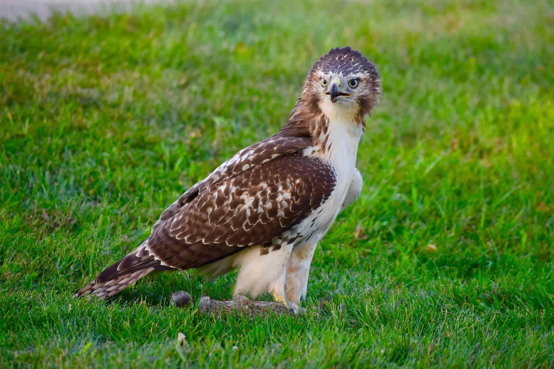 Red-Tailed Hawk_Pixabay