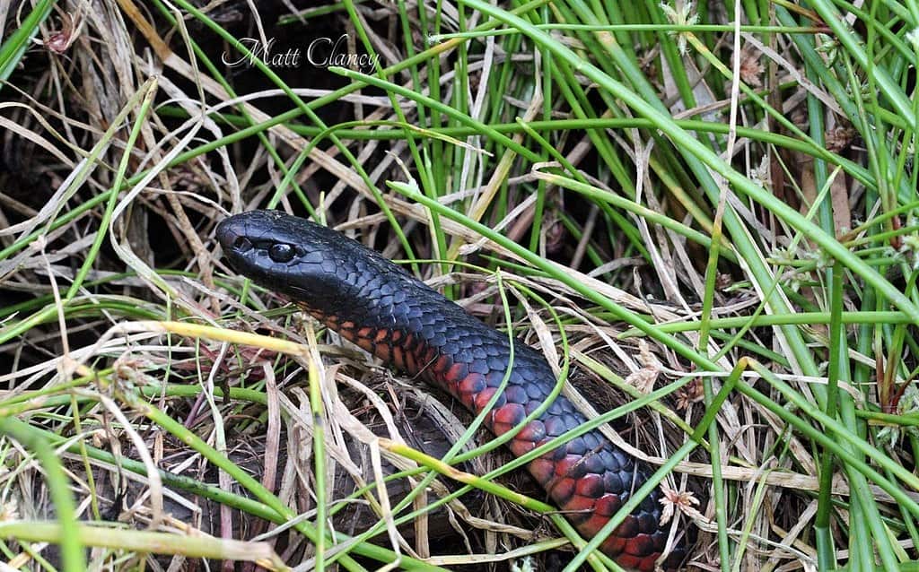 Red bellied Black Snake Pseudechis porphyriacus