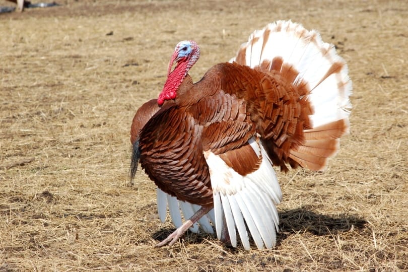Red bourbon turkey in the field