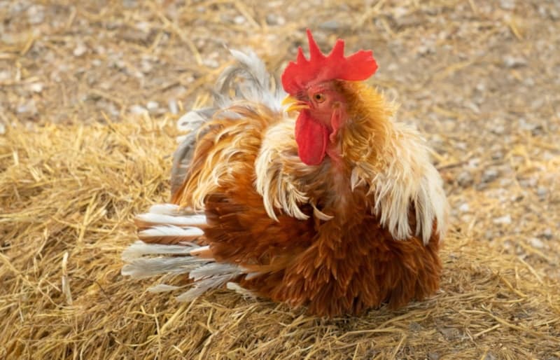 Red frizzle Cochin bantanm chicken in hay