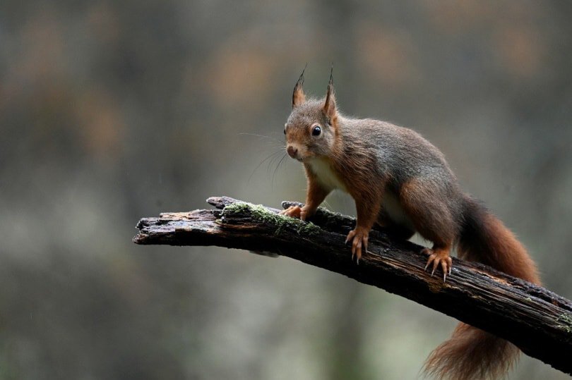 Red squirrel standing on a broken tree branch