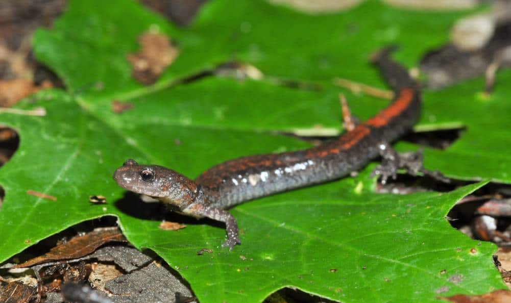 RedBack Salamander side view_Mike Wilhelm_Shutterstock