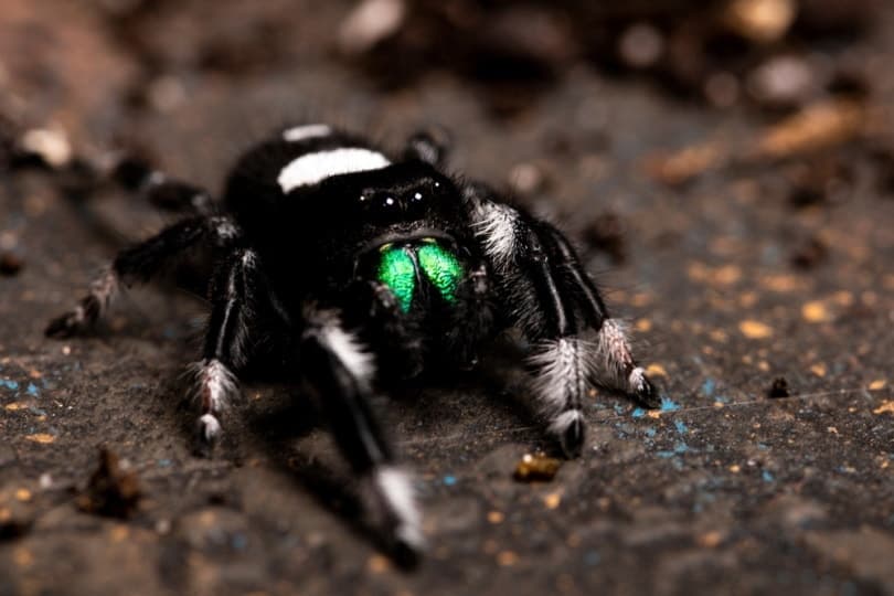 Regal jumping spider on the ground
