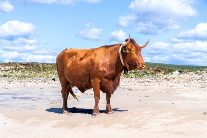 Retinta cow on the beach