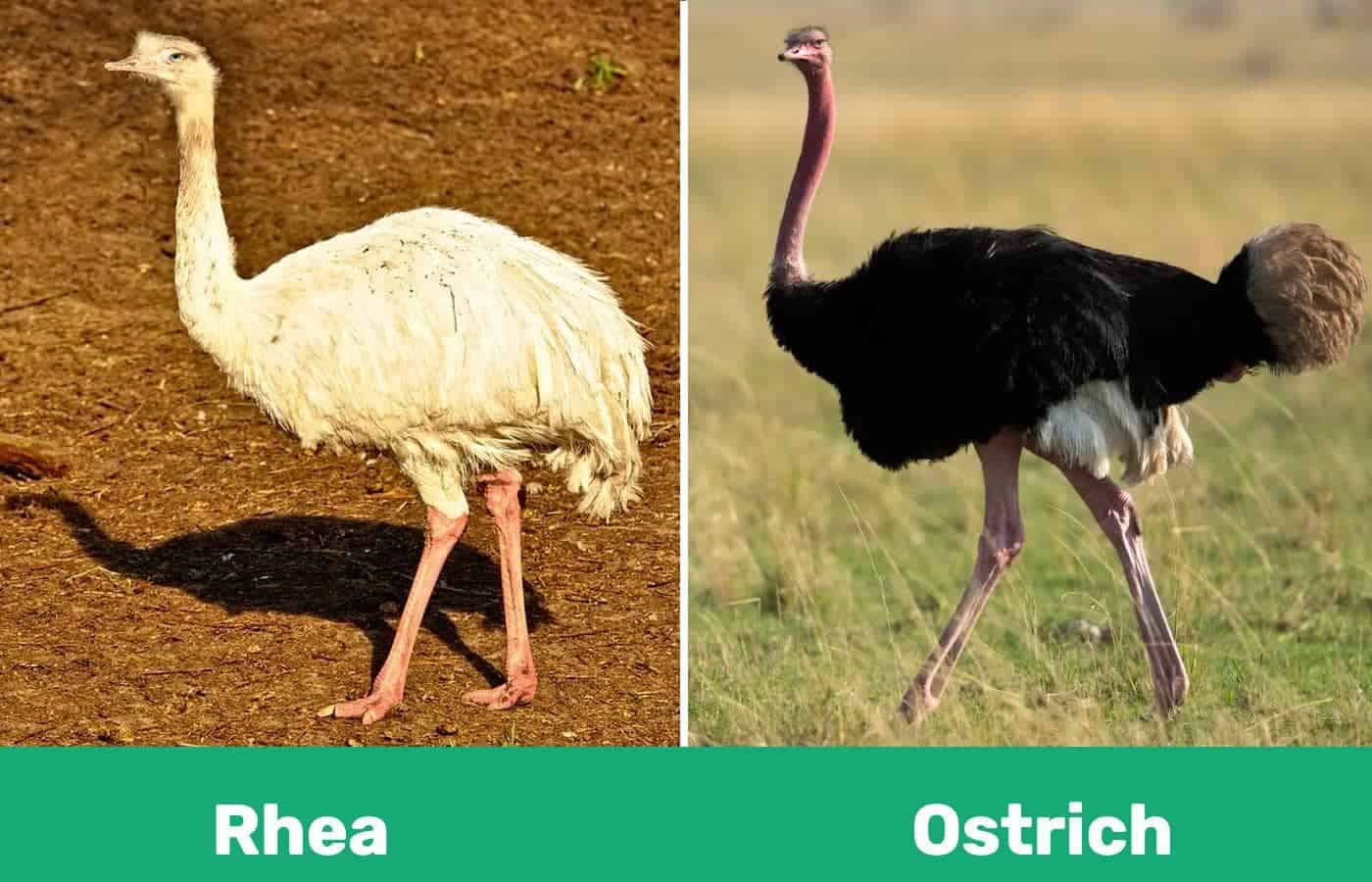 Rhea vs Ostrich side by side