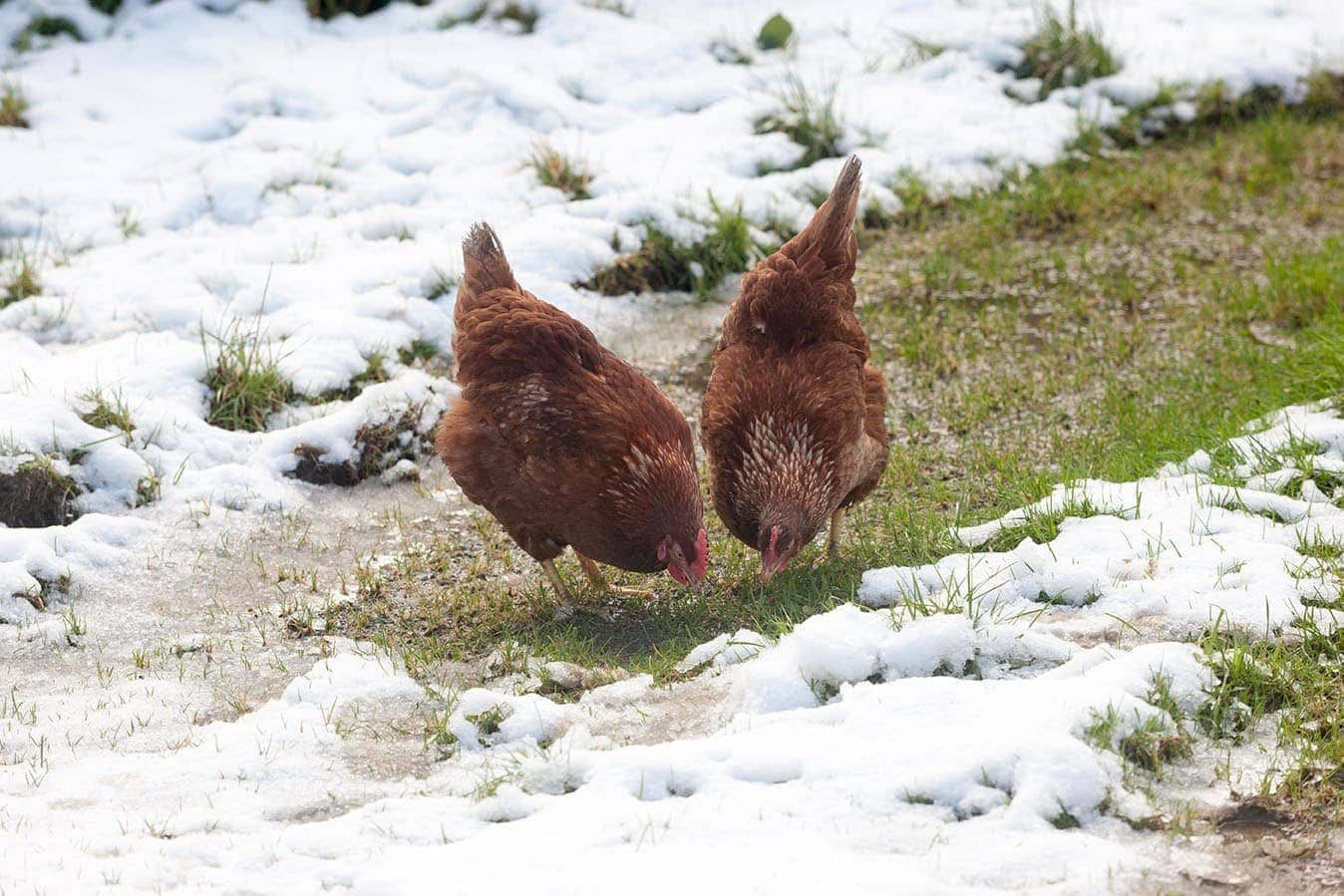 Rhode Island Red hens in the snow