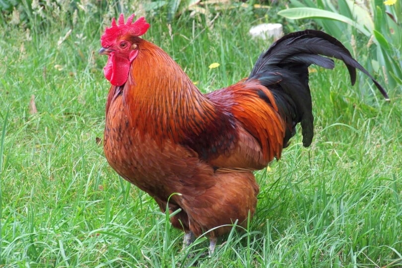 Rhode Island red rooster standing in the grass