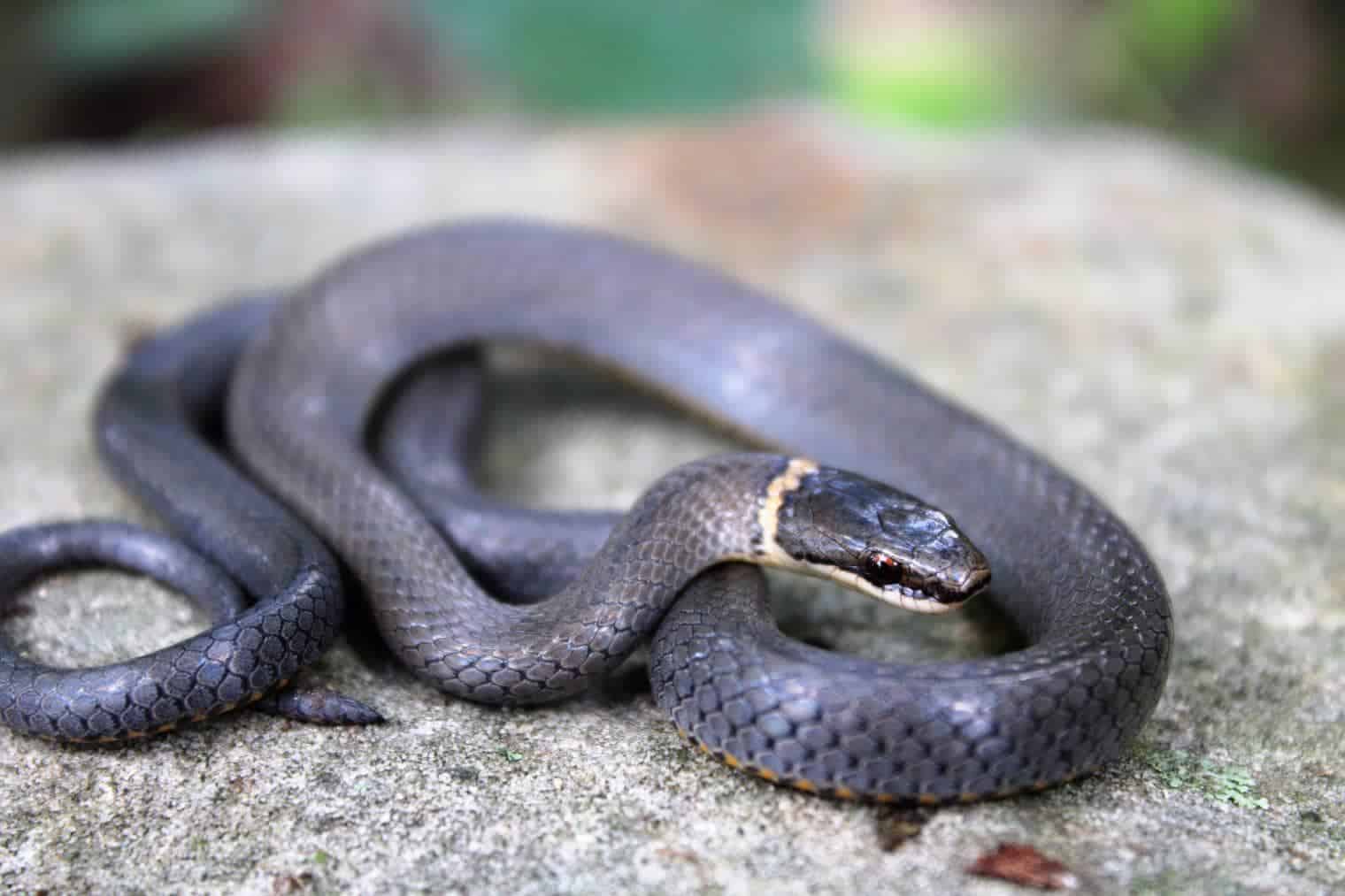 Ring-necked snake_Tucker Heptinstall_Shutterstock