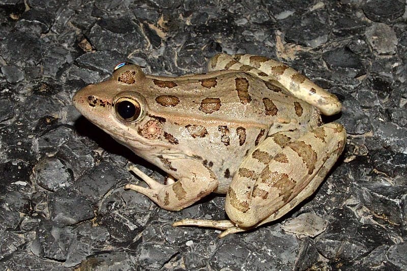 Rio Grande Leopard Frog (Lithobates berlandieri), Hwy 4, Cameron Co., TX, USA, (25.9442°N, 97.3533°W, 3 m. elev.) 10 April 2016