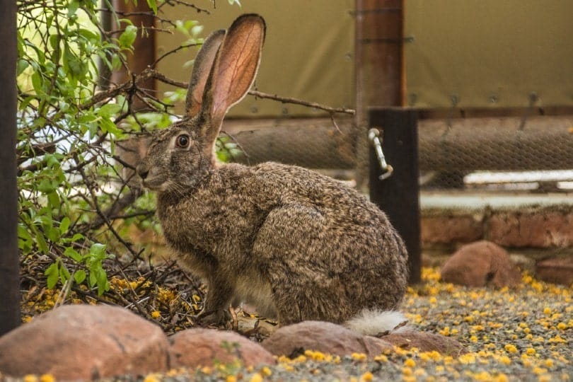 Riverine Rabbit sitting on an outdoor pathway