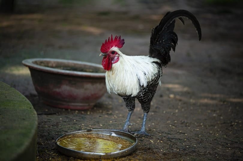Rooster drinking from a basin