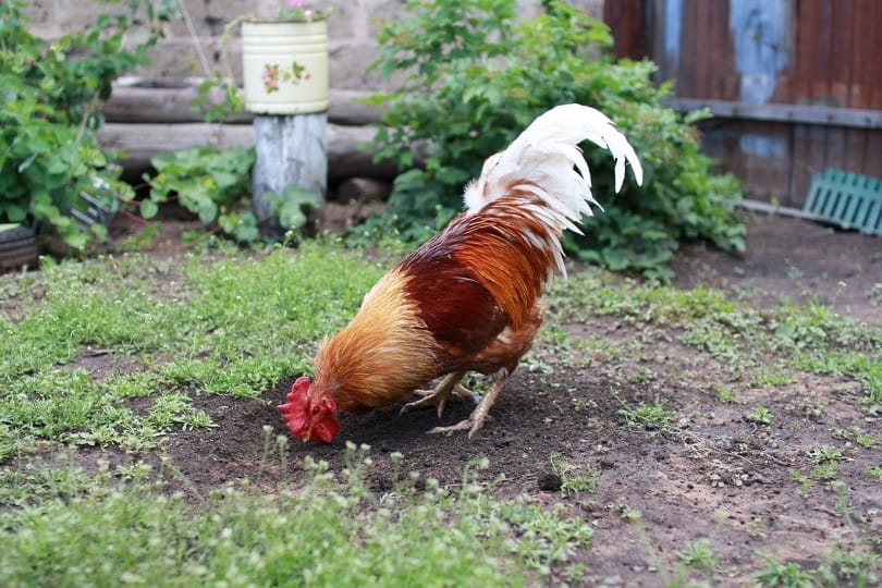 Rooster pecking seeds on the ground