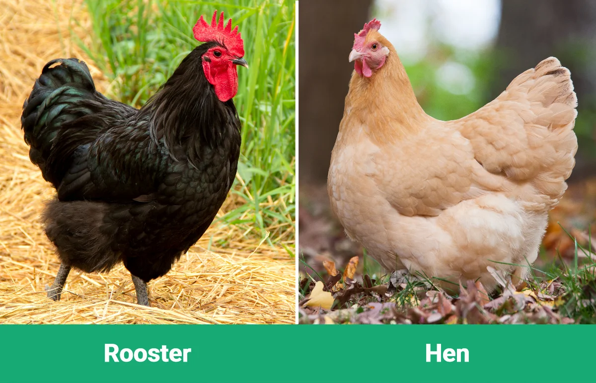 Rooster vs Hen - Visual Differences