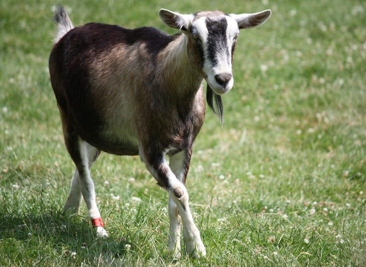 Sable goat
