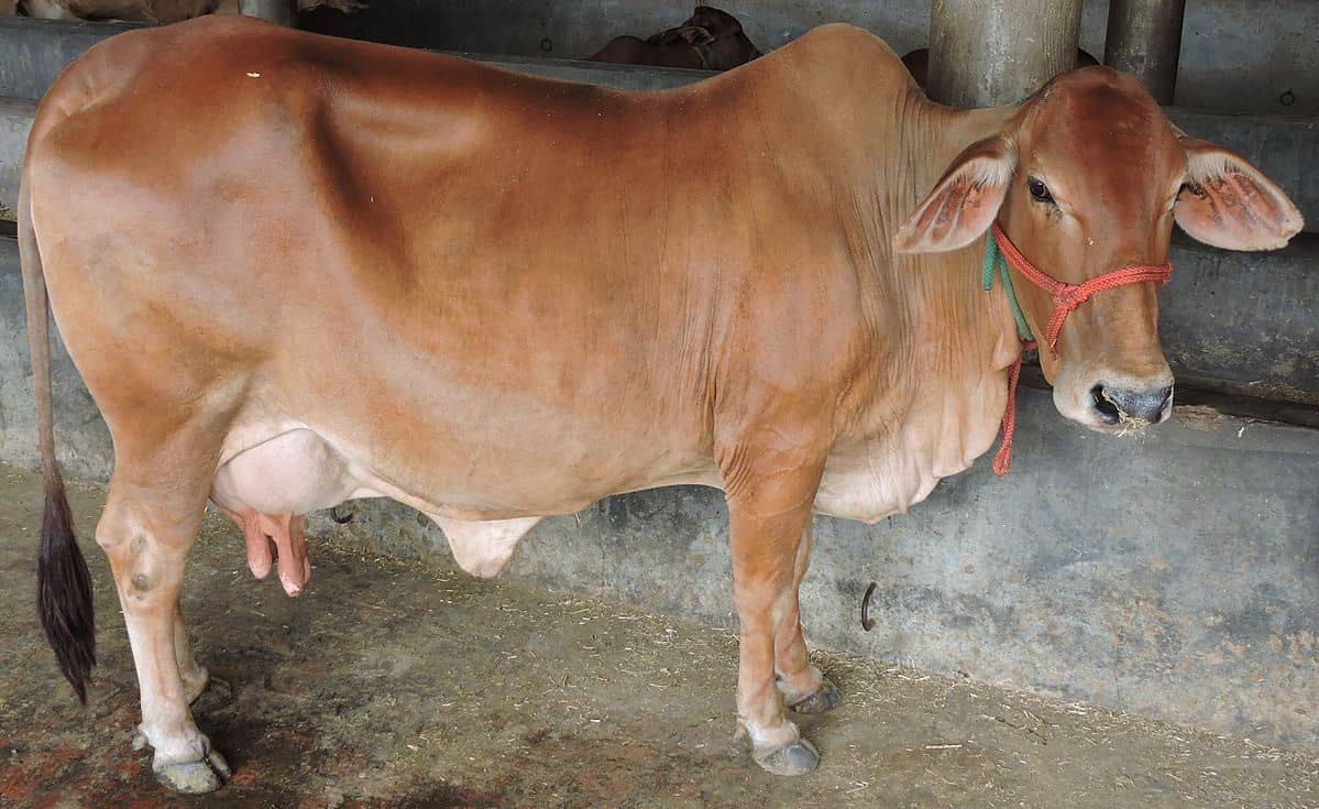Sahiwal- breed cow at the dairy unit attached to Bhai Ram Singh Memorial (Gurudwara) , Bhaini Sahib ,Ludhyana, Punjab ,India