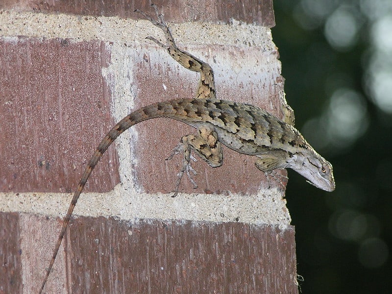 Sceloporus Olivaceus (Texas Spiny Lizard)
