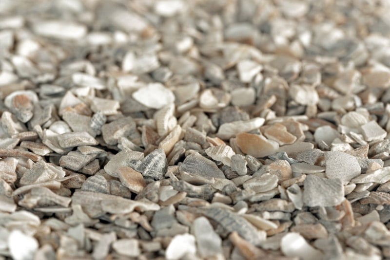 Seashell grit used for chickens feed