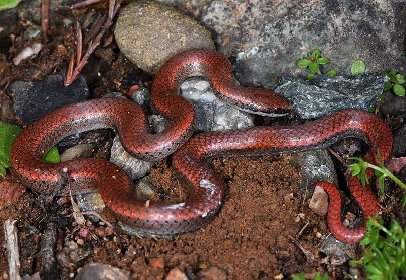 Sharp-tailed snake (Contia tenuis)