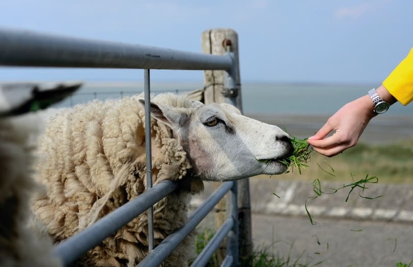Sheep being fed with grass