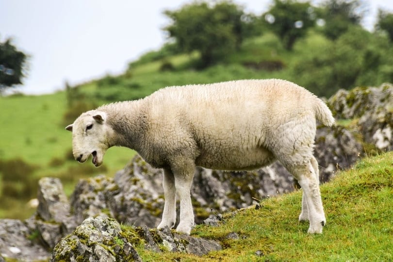 Sheep bleating in the grassy hill