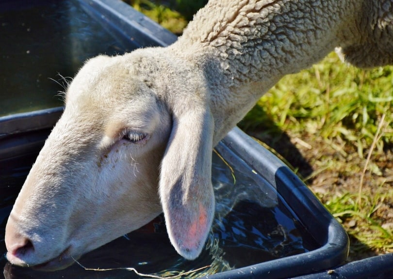 Sheep drinking from a water basin