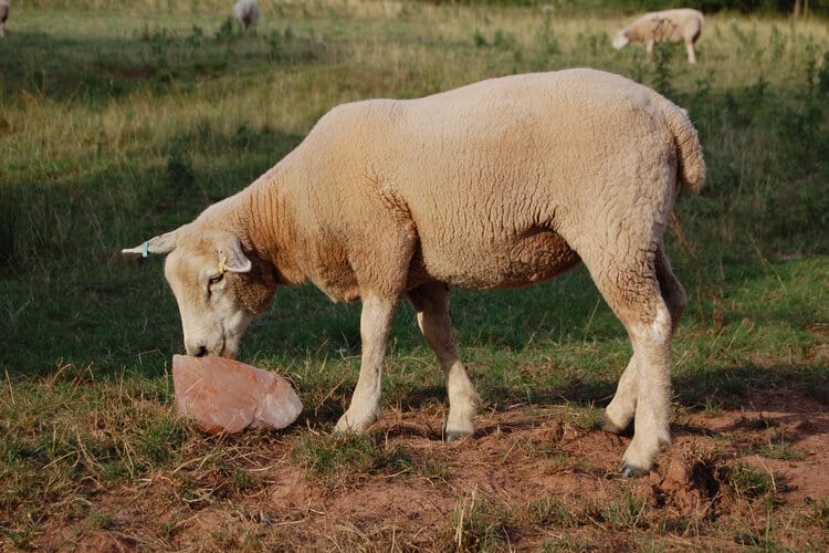 sheep licking mineral block