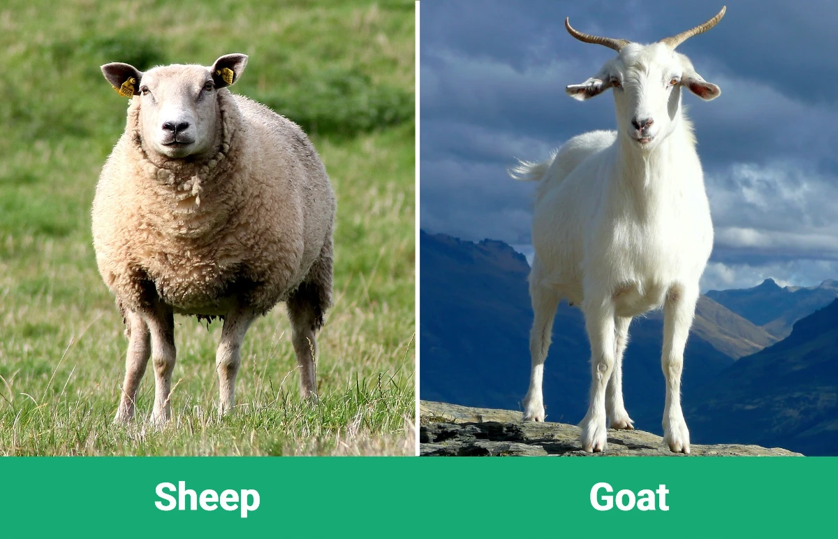 Sheep vs Goat - Visual Differences